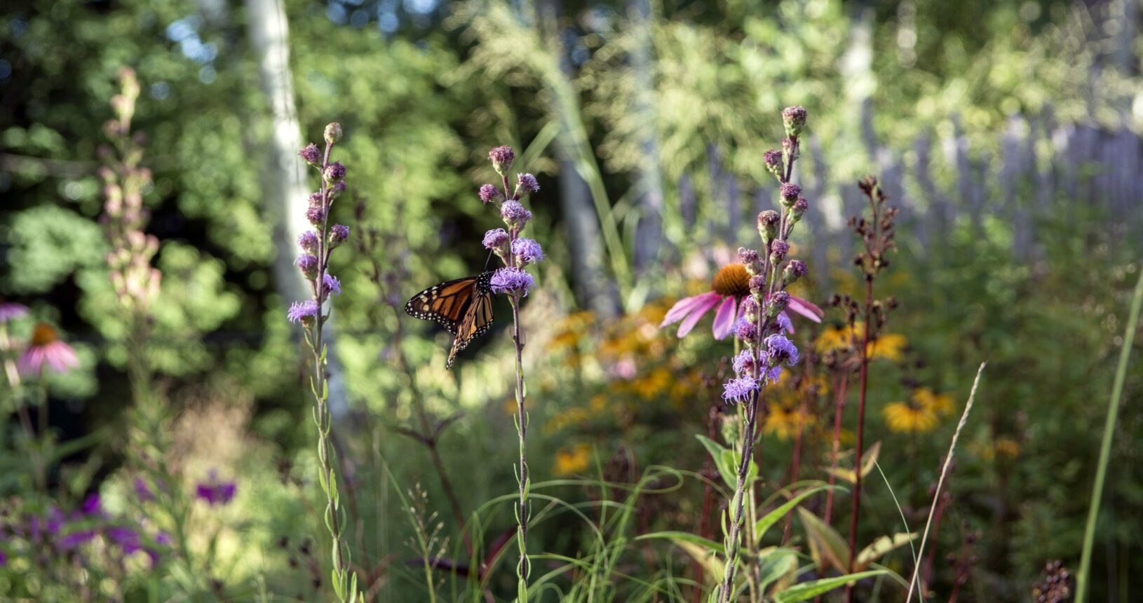 Monarh butterfly visits Liatris ligulistylis in Georgina Naturopathic therapy garden