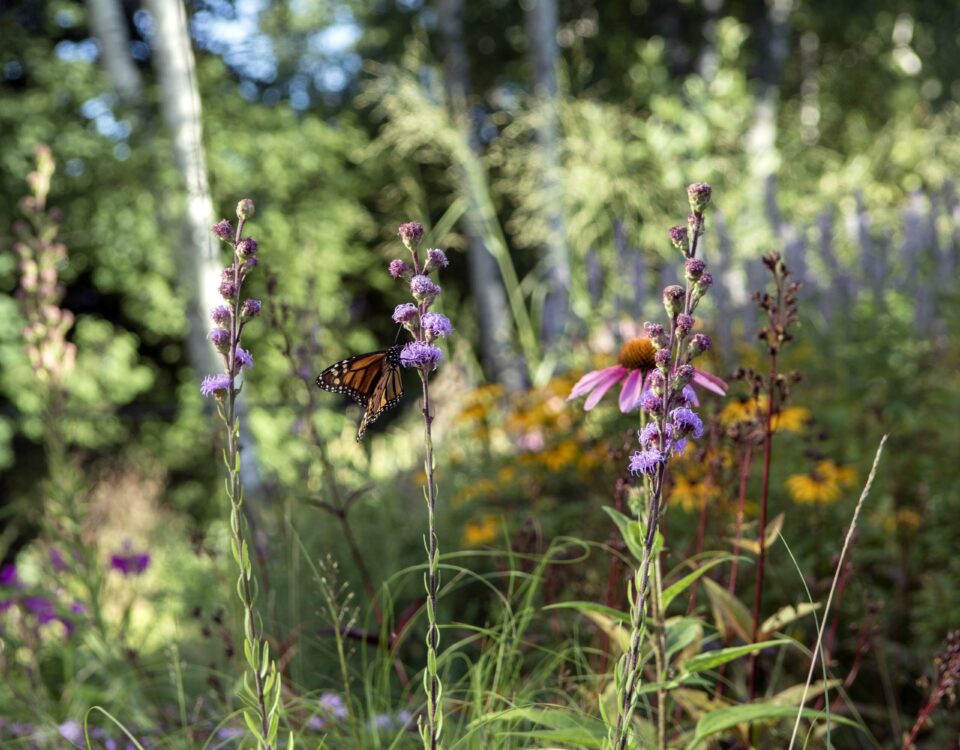 Monarh butterfly visits Liatris ligulistylis in Georgina Naturopathic therapy garden